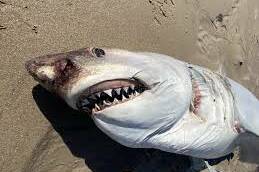 Nouméa : dix requins abattus après l’attaque mortelle à l’Anse-Vata