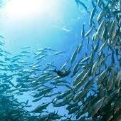 Climat : la biomasse de poissons menacée, les Outre-mer en première ligne