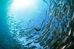 Climat : la biomasse de poissons menacée, les Outre-mer en première ligne