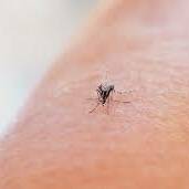 Chikungunya en hausse à Mayotte, la bronchiolite sous surveillance