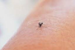 Chikungunya en hausse à Mayotte, la bronchiolite sous surveillance