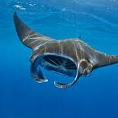 Mayotte : les raies manta, trésor du lagon mahorais