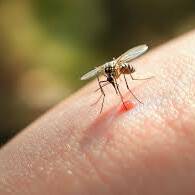 Martinique : une concertation lancée pour renforcer la lutte contre les arboviroses