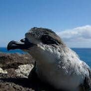 Pétrels de Barau : La Réunion mobilisée pour les “Nuits sans lumière” du 3 avril au 3 mai