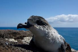 Pétrels de Barau : La Réunion mobilisée pour les “Nuits sans lumière” du 3 avril au 3 mai