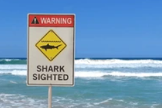 Nouméa : un rameur grièvement blessé par un requin lors d’une sortie en mer