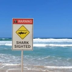 Nouméa : un rameur grièvement blessé par un requin lors d’une sortie en mer