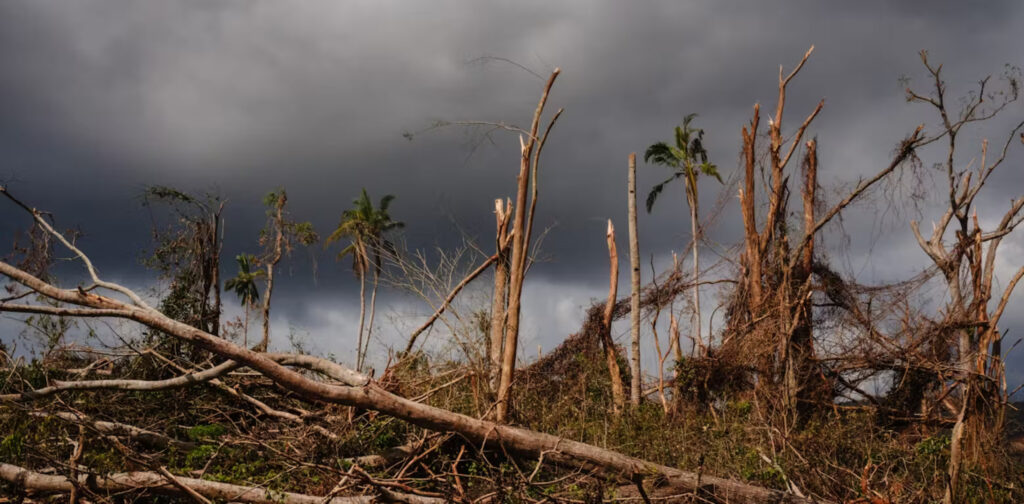 Mayotte : une première formation au génie écologique pour répondre aux défis du territoire