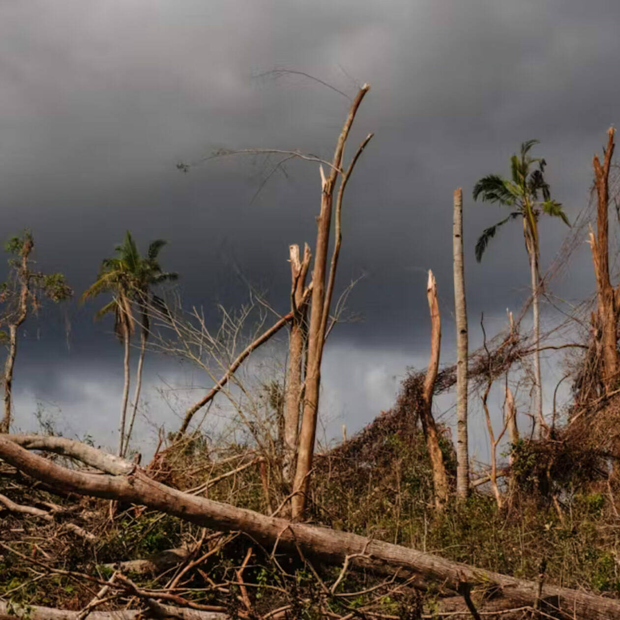 Mayotte : une première formation au génie écologique pour répondre aux défis du territoire