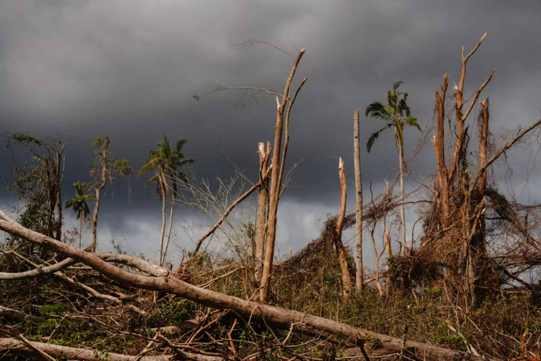 Mayotte : une première formation au génie écologique pour répondre aux défis du territoire