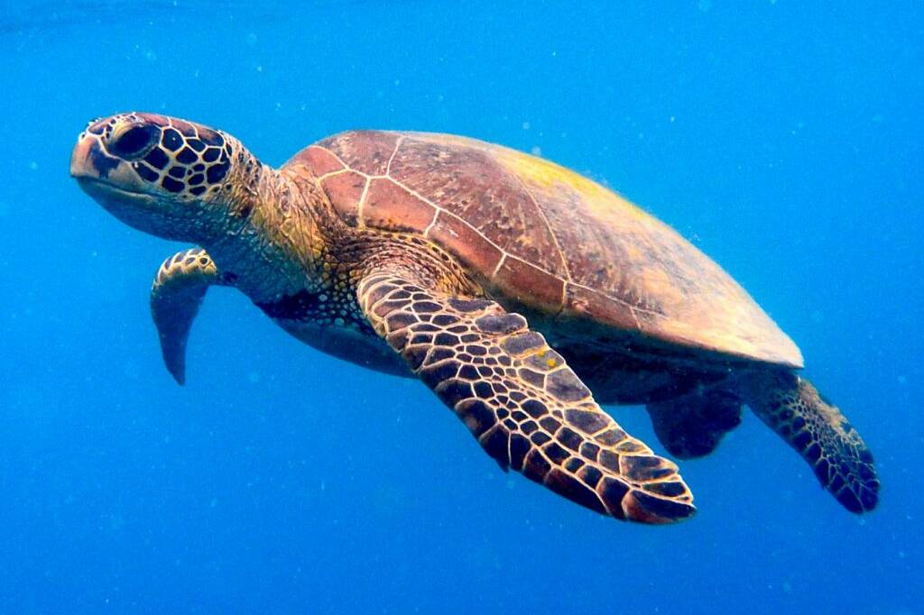 Tortues vertes en Guyane : une absence inquiétante en pleine saison de ponte