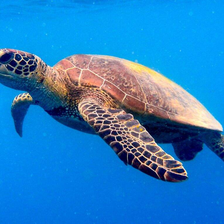 Tortues vertes en Guyane : une absence inquiétante en pleine saison de ponte