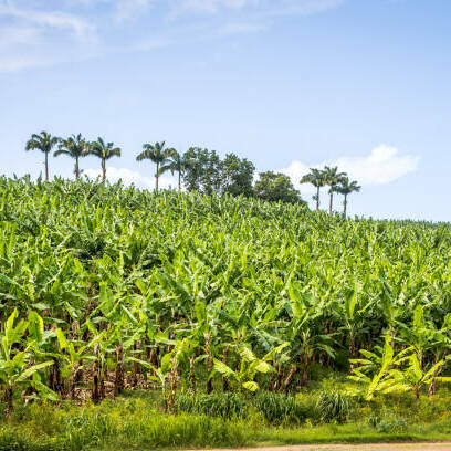 Guyane : la campagne 2026 des aides agricoles européennes est lancée