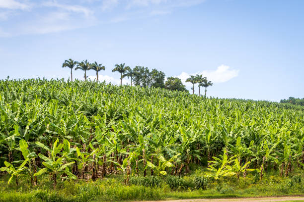 Guyane : la campagne 2026 des aides agricoles européennes est lancée
