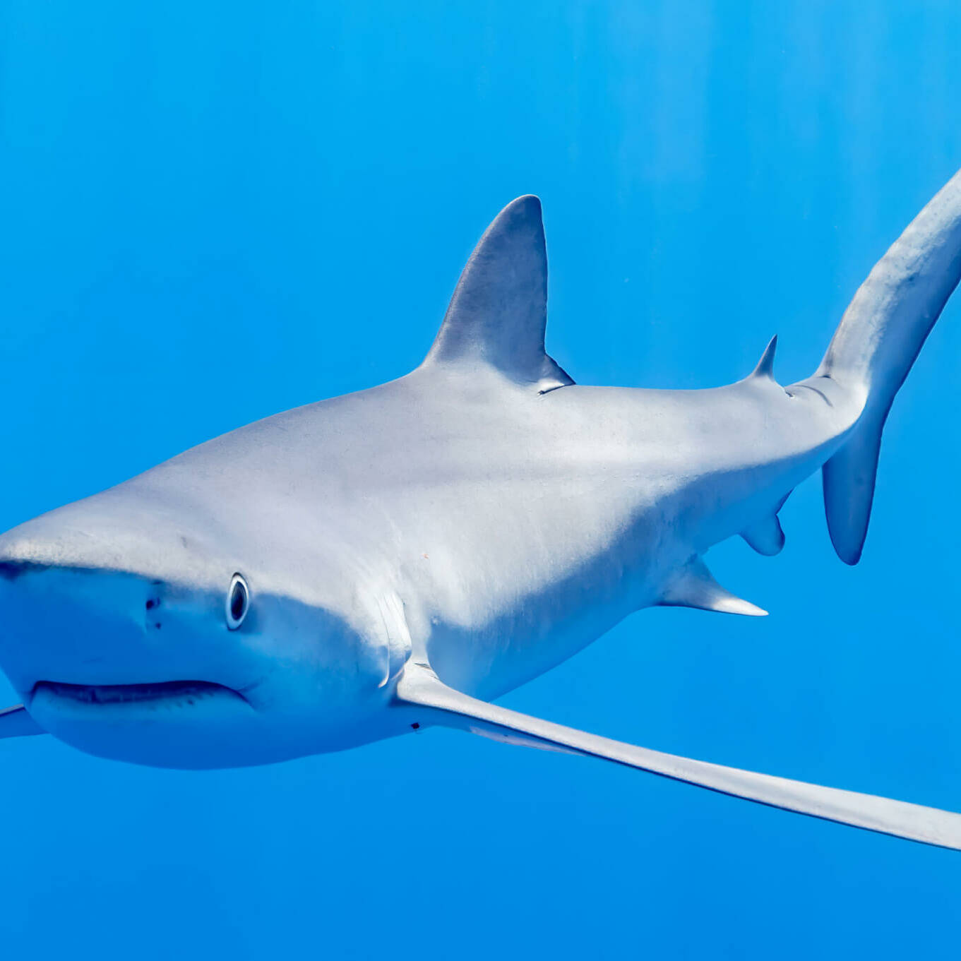 Nouméa : reprise des abattages de requins après une nouvelle attaque