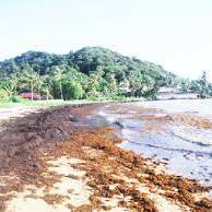 Guadeloupe : l’État renforce la lutte contre les sargasses avec des barrages déviants