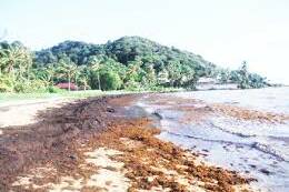 Guadeloupe : l’État renforce la lutte contre les sargasses avec des barrages déviants