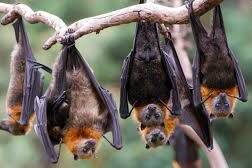 Nouvelle-Calédonie : ouverture encadrée de la chasse à la roussette et au notou