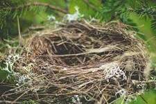 Nids d’oiseaux arrachés à La Réunion : un spectacle inquiétant sur la plage de l’Hermitage