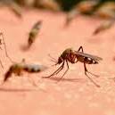 Santé : face au retour du chikungunya, la vaccination ciblée recommandée en Guyane