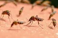 Santé : face au retour du chikungunya, la vaccination ciblée recommandée en Guyane