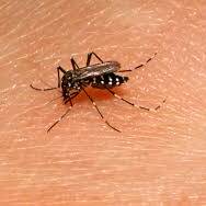 Moustique tigre : une innovation réunionnaise pour contrer une menace sanitaire en Europe