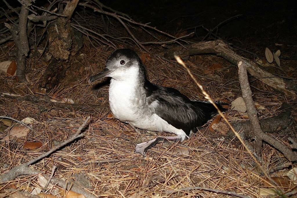Nouvelle-Calédonie : face aux échouages de puffins, le 16 devient le réflexe vital