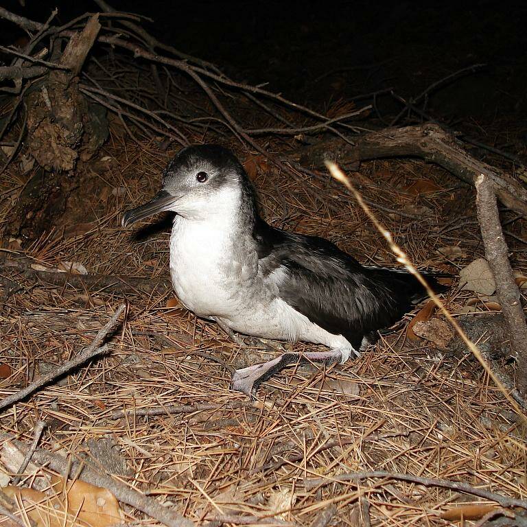 Nouvelle-Calédonie : face aux échouages de puffins, le 16 devient le réflexe vital