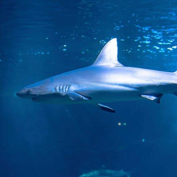 Bahamas : des requins contaminés à la cocaïne et aux médicaments, une alerte sur la pollution des océans