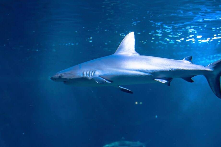 Bahamas : des requins contaminés à la cocaïne et aux médicaments, une alerte sur la pollution des océans