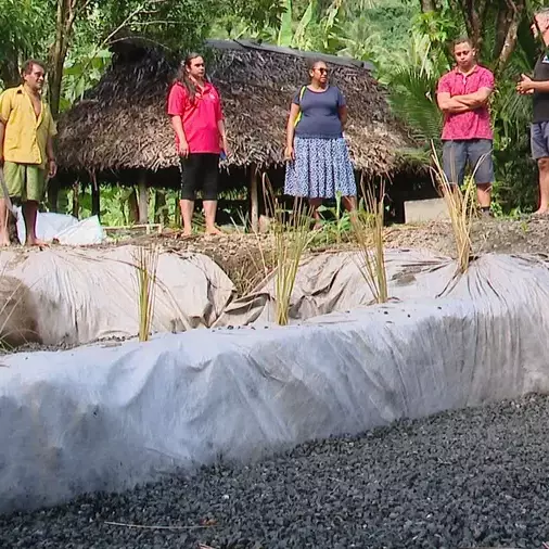 À Futuna, des plantes locales utilisées pour réduire la pollution des élevages porcins