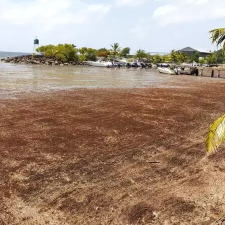 Guadeloupe : les écoles de Petit-Bourg fermées face aux émanations toxiques des sargasses