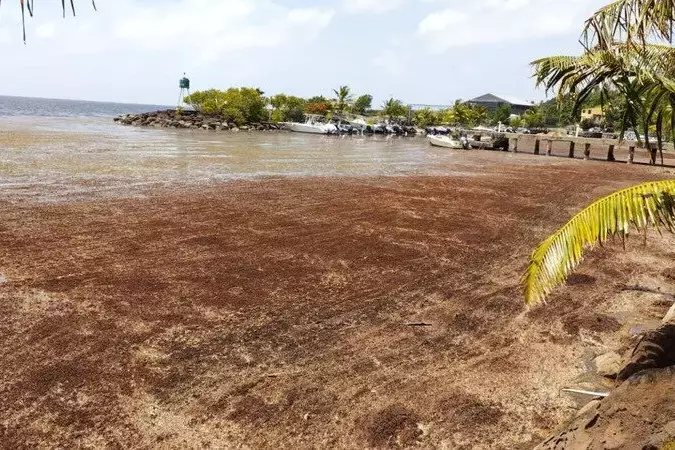 Guadeloupe : les écoles de Petit-Bourg fermées face aux émanations toxiques des sargasses