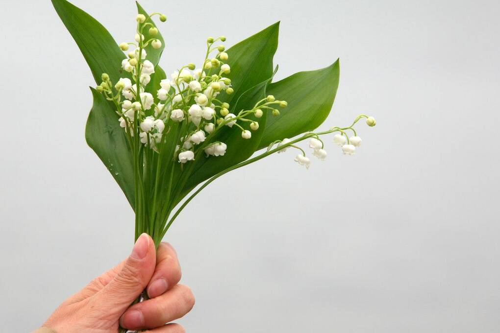 Le muguet du 1er mai: une fleur, une histoire, et la gauche qui grince des dents