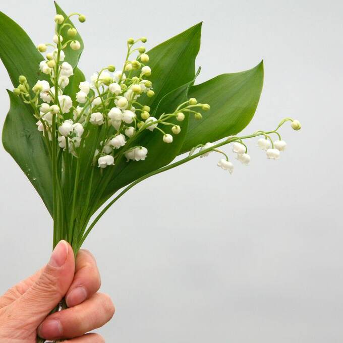 Le muguet du 1er mai: une fleur, une histoire, et la gauche qui grince des dents