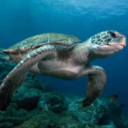 En Guyane, les tortues marines restent sous haute surveillance
