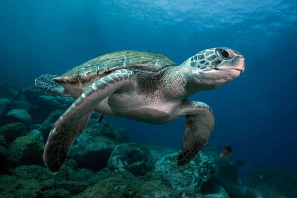 En Guyane, les tortues marines restent sous haute surveillance