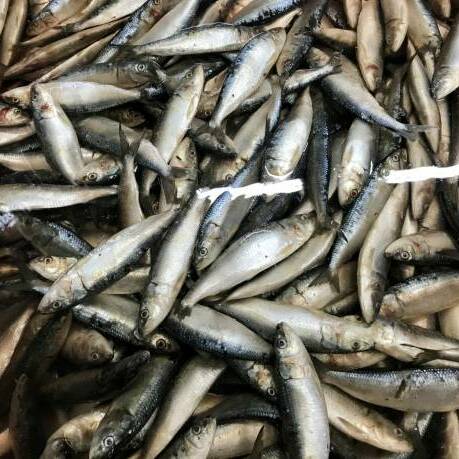 Mercure dans les poissons : une vigilance sanitaire renforcée dans les Outre-mer