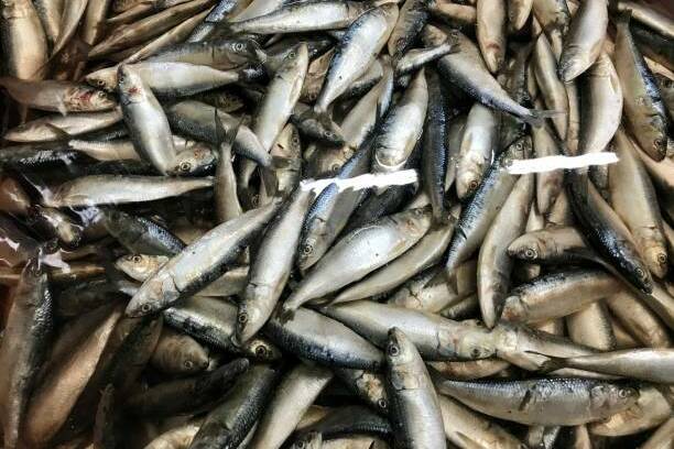 Mercure dans les poissons : une vigilance sanitaire renforcée dans les Outre-mer