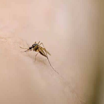 Paludisme à Mayotte : des habitants de Chirongui racontent les premiers cas autochtones