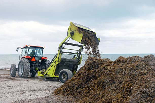 Saint-Martin renforce sa lutte contre les sargasses avec quatre barrages flottants