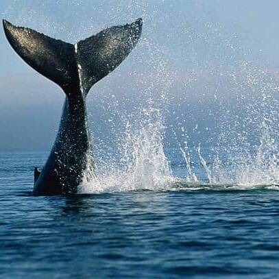 La saison des baleines débute à La Réunion avec une première observation à Saint-Gilles