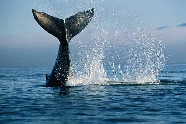 La saison des baleines débute à La Réunion avec une première observation à Saint-Gilles