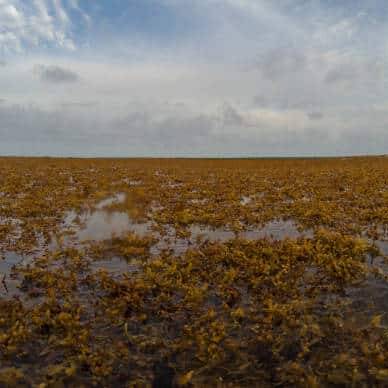 Sargasses en Guadeloupe : la colère monte à Petit-Bourg face à une crise qui dure depuis 15 ans