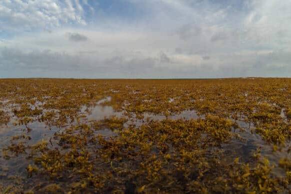 Sargasses en Guadeloupe : la colère monte à Petit-Bourg face à une crise qui dure depuis 15 ans