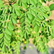 Moringa : une piste naturelle contre les microplastiques dans l’eau potable
