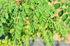 Moringa : une piste naturelle contre les microplastiques dans l’eau potable