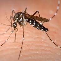 Dengue dans le Pacifique : plusieurs territoires en alerte face à la progression du virus