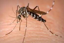 Dengue dans le Pacifique : plusieurs territoires en alerte face à la progression du virus