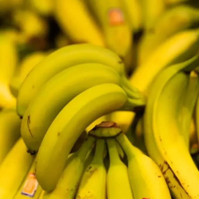 Les nouvelles techniques génomiques ouvrent une perspective inédite pour sauver la banane antillaise